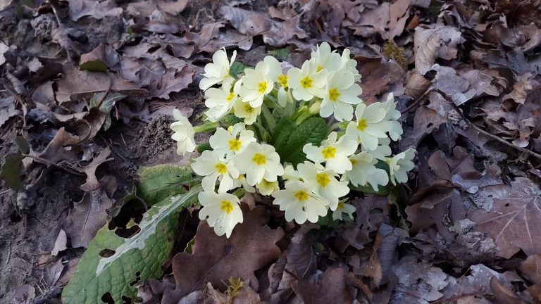 Primevère commune - Primula vulgaris
