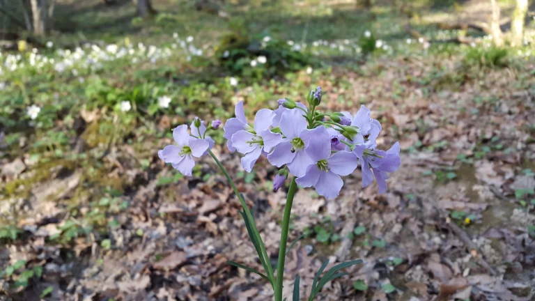 Cardamine des prés - Cardamina pratensis L.