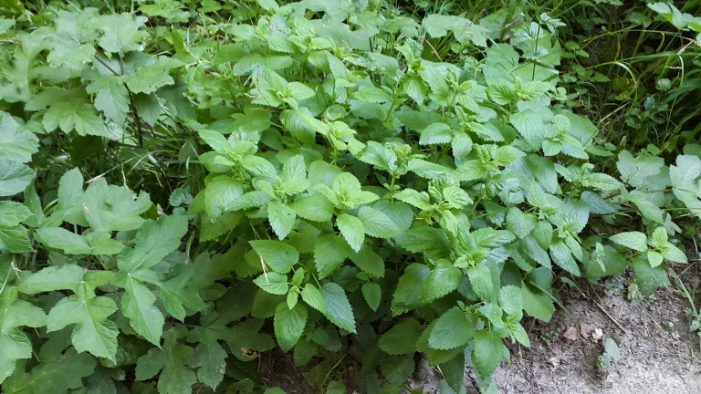 Melisse officinale - Melissa officinalis