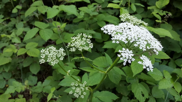achillée blanche - Achillea millefolium