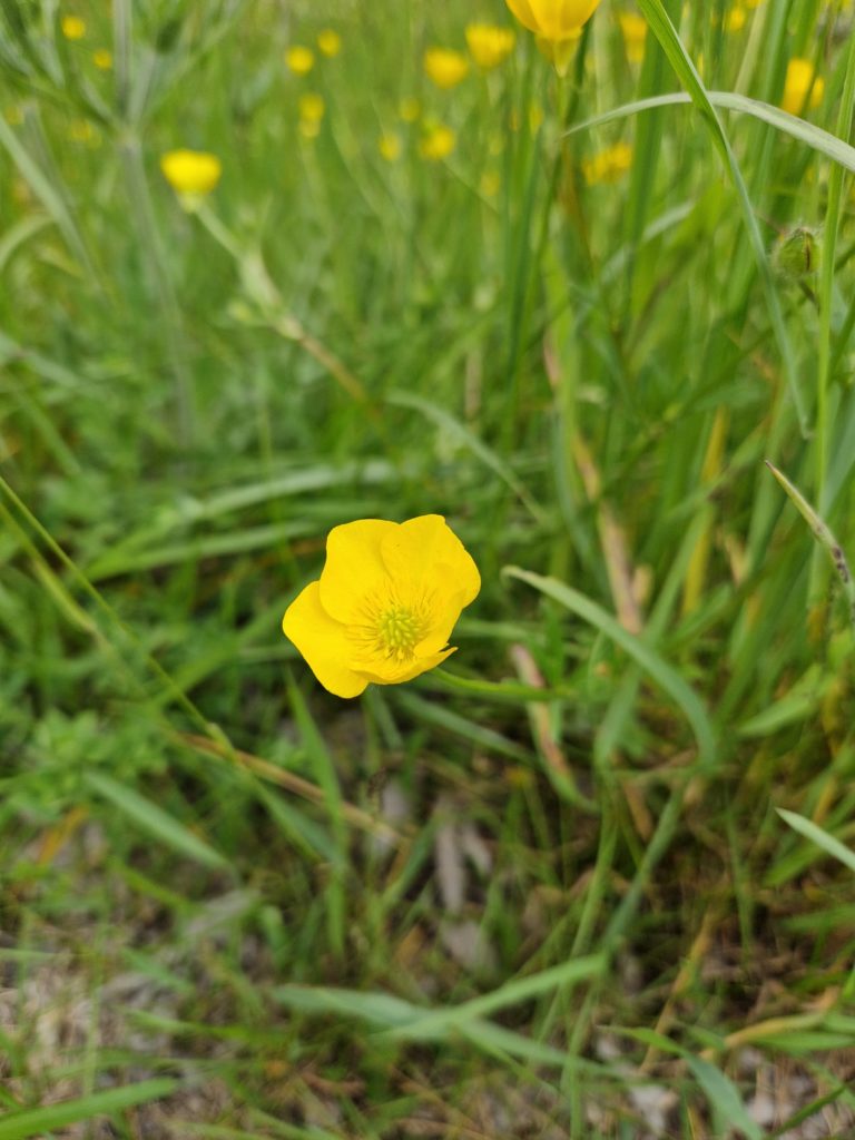 Bouton d'or - Ranunculus acris