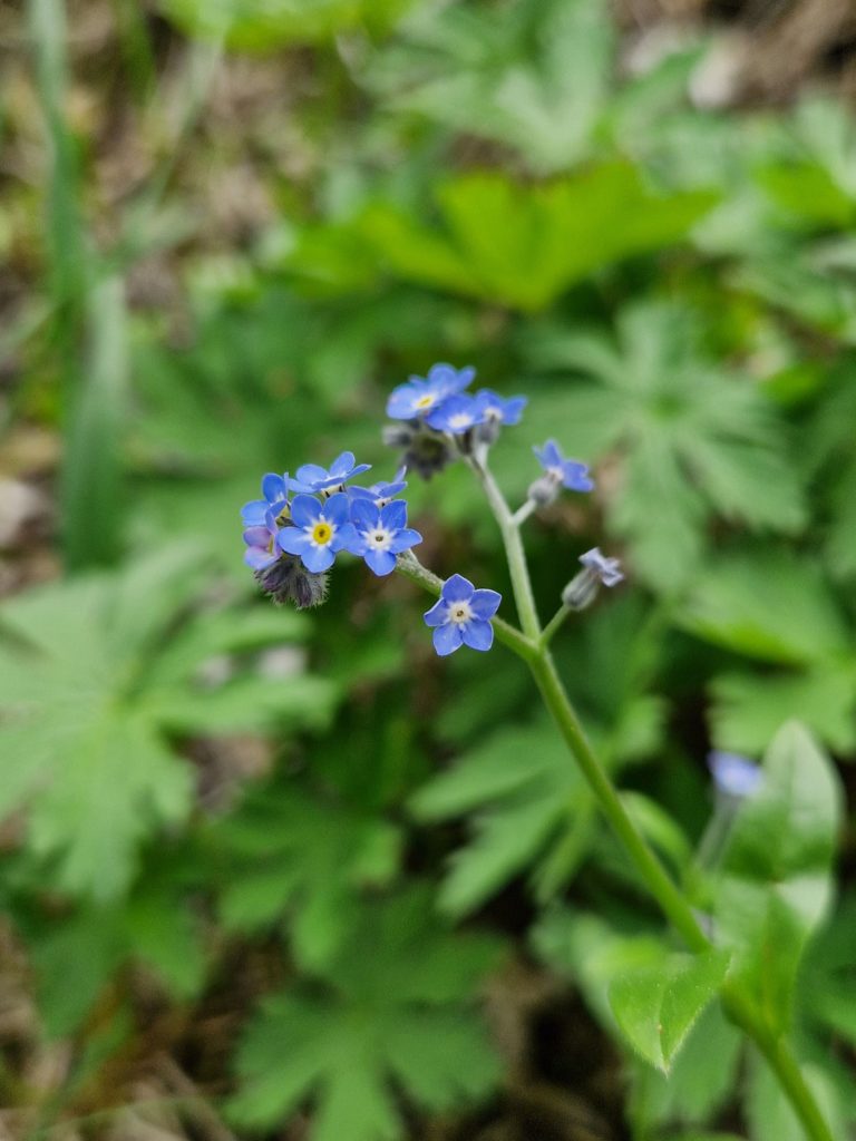 Myosotis - Myosotis avensis L.
