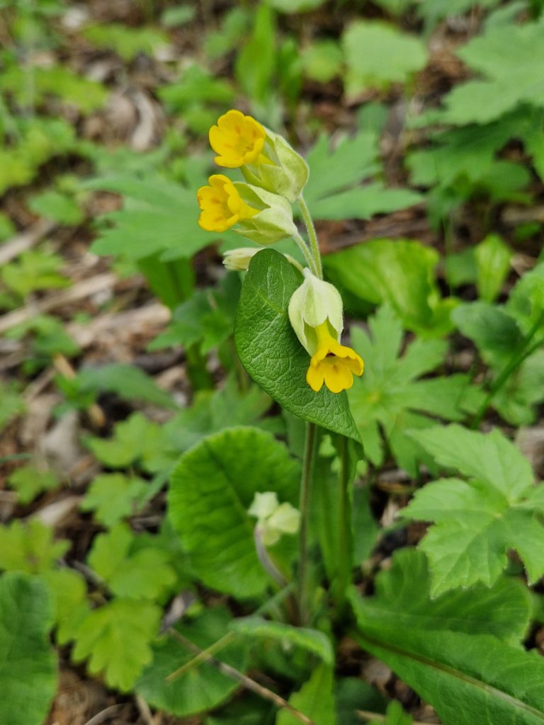 Primevère officinale - Primula veris L.
