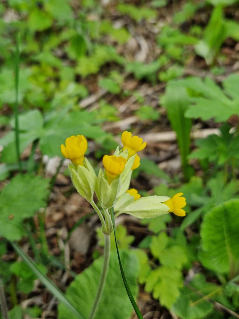 Primevère officinale - Primula veris L.