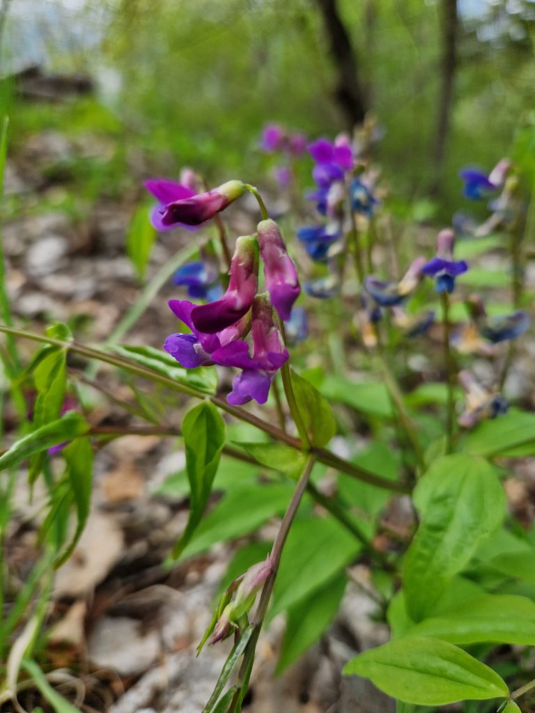 gesse printanière - Lathyrus vernus