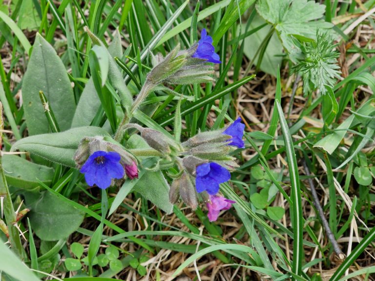 Pulmonaire des montagnes - Pulmonaria montana Lej