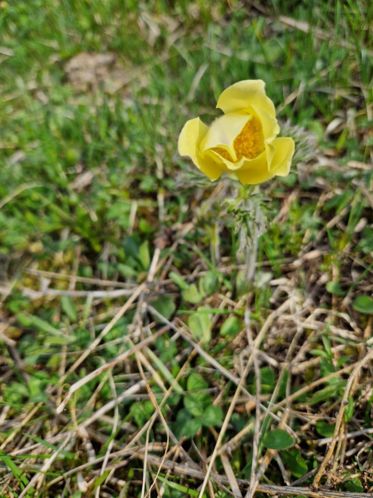 Trolle des montagnes - Trollius europaeus