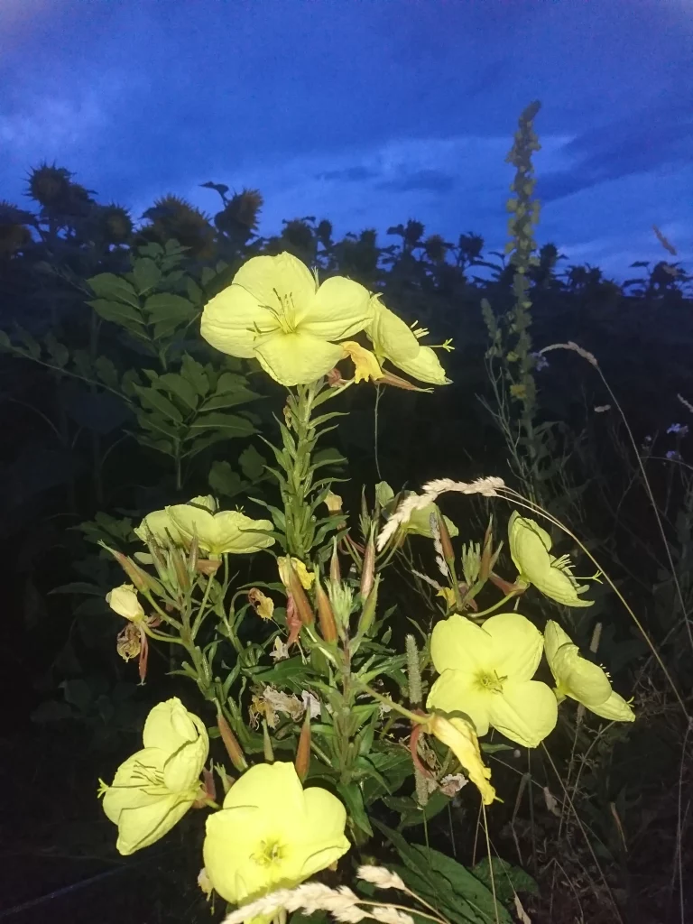 Gentiane jaune - Gentiana lutea
