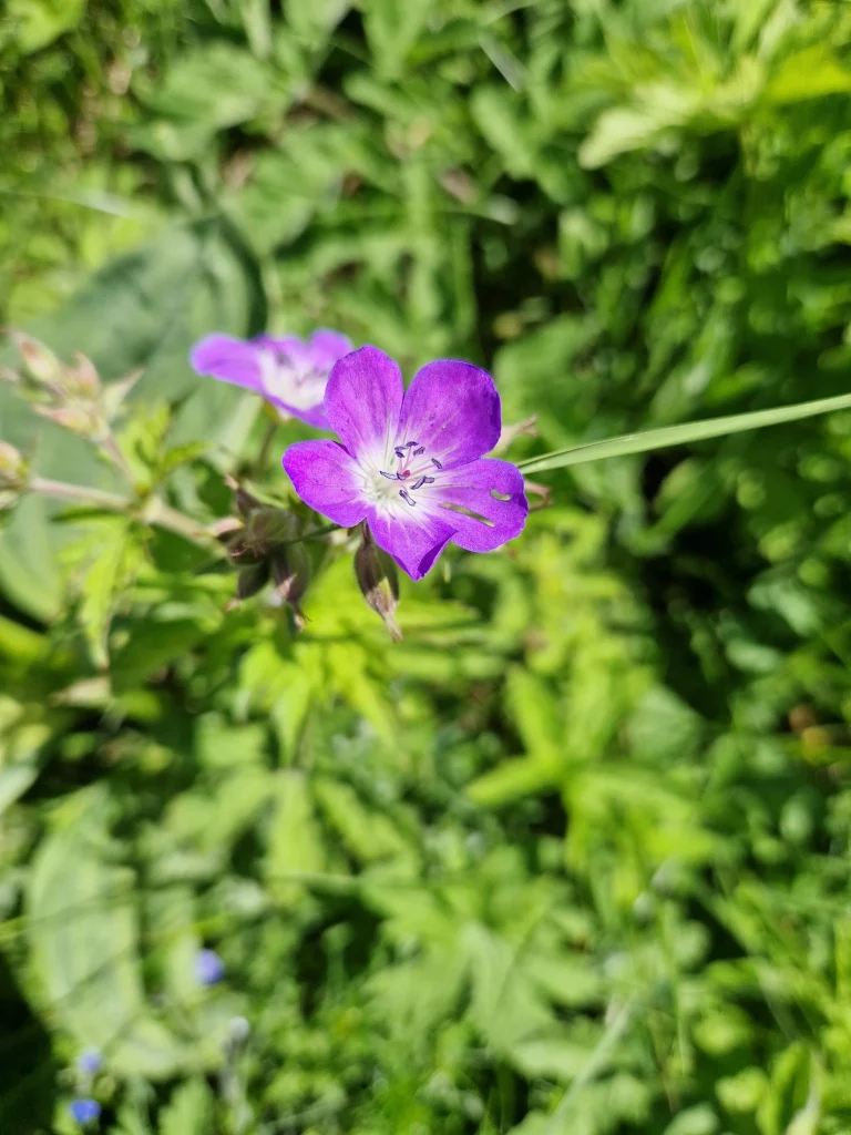 Géranium des prés - Geranium pratense L.
