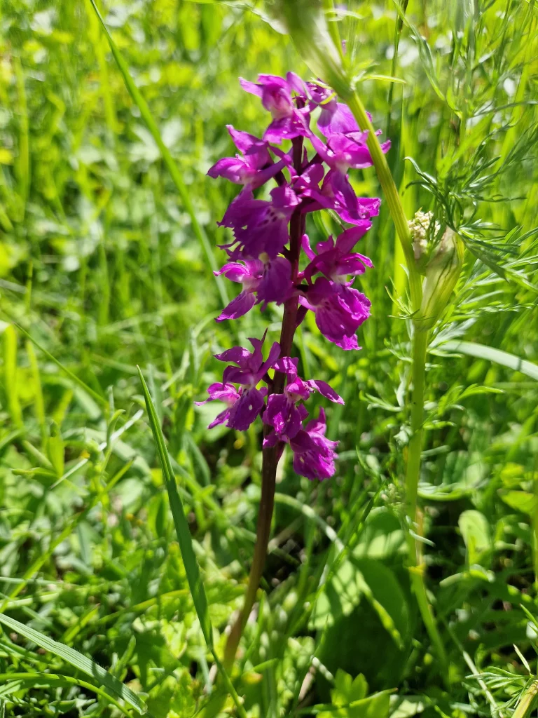 Orchis elevé - Dactylorhiza elata