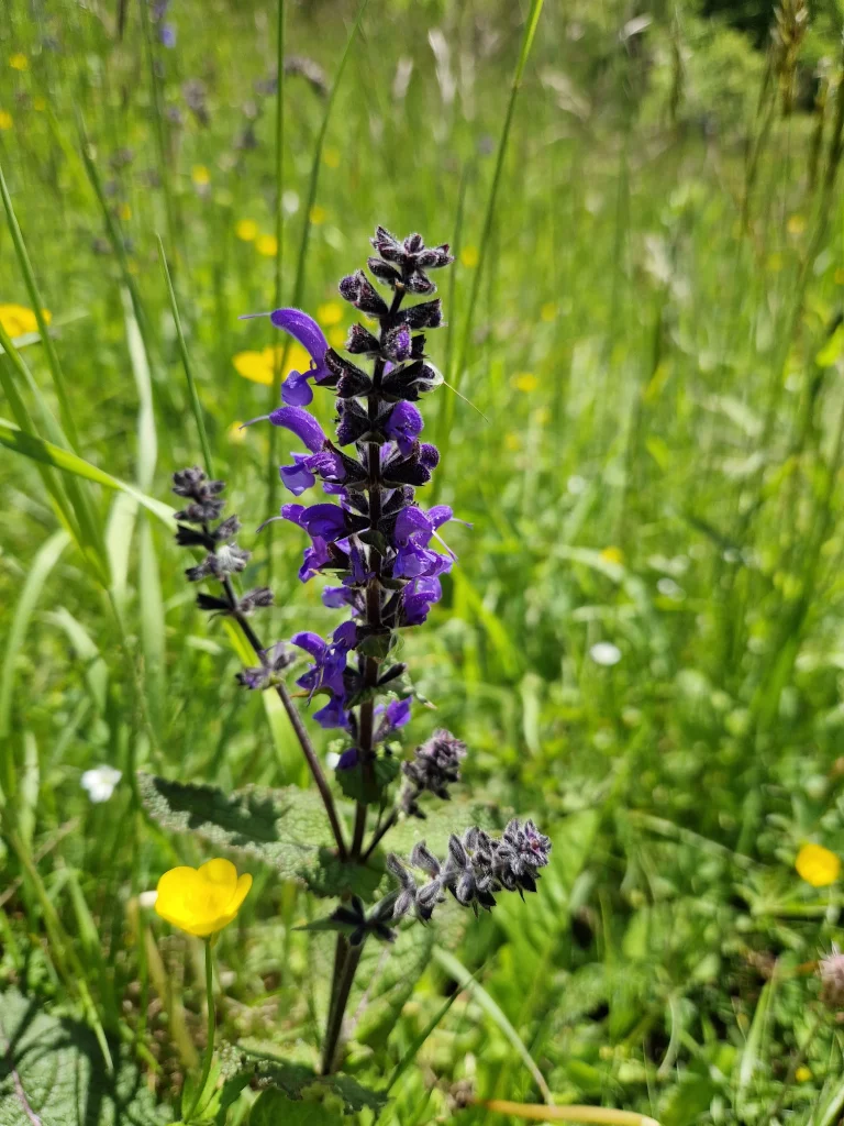 Sauge des prés - Salvia pratensis